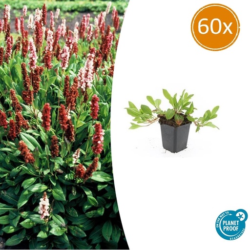 "Teppichknöterich 'Darjeeling Red' 60er-Set (Persicaria affinis) – winterharte Bodendecker-Staude, Topf-Ø 9 cm, Höhe ca. 25 cm image"