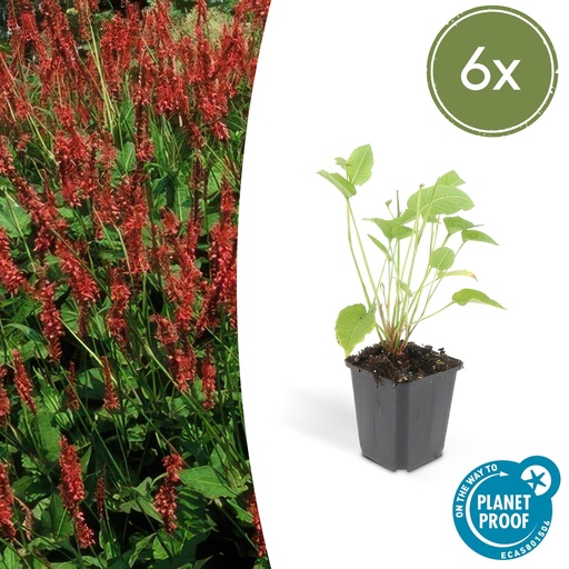 "6x Persicaria amplexicaulis - ↕10-25cm - Ø9cm image"