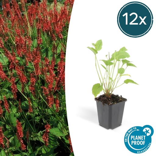"12x Persicaria amplexicaulis - ↕10-25cm - Ø9cm image"