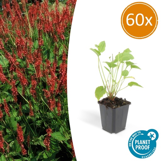 "Kerzenknöterich 60er-Set (Persicaria amplexicaulis) – winterharte Staude, Topf-Ø 9 cm, Höhe ca. 25 cm image"