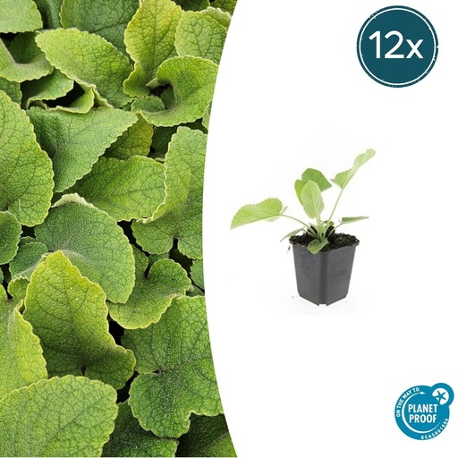 "Syrisches Brandkraut 12er-Set (Phlomis russeliana) – winterharte Staude, Topf-Ø 9 cm, Höhe ca. 25 cm image"