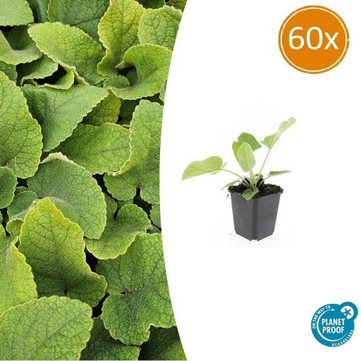 "60x Phlomis russeliana - ↕10-25cm - Ø9cm image"