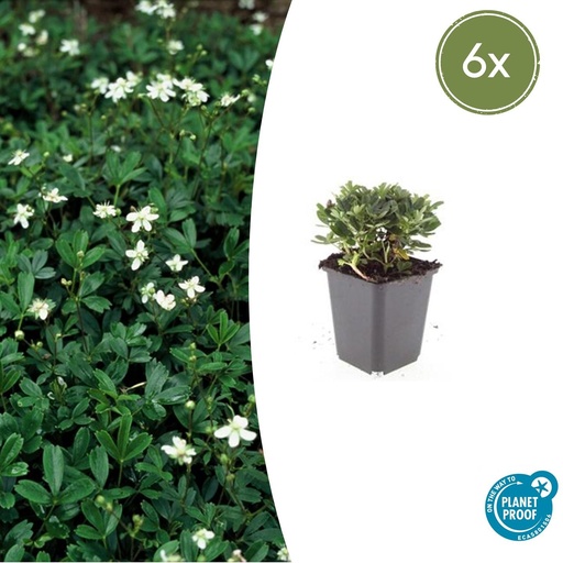 "Dreizahn-Fingerkraut 'Nuuk' 6er-Set (Potentilla tridentata) – winterharte Staude, Topf-Ø 9 cm, Höhe ca. 25 cm image"
