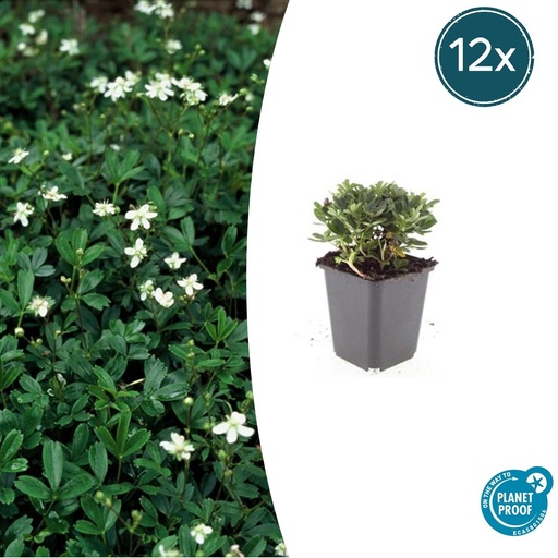 "12x Potentilla tridentata 'Nuuk' - ↕10-25cm - Ø9cm image"