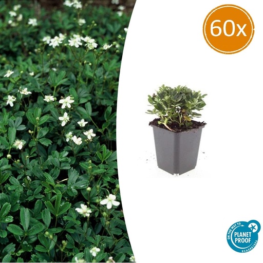 "60x Potentilla tridentata 'Nuuk' - ↕10-25cm - Ø9cm image"