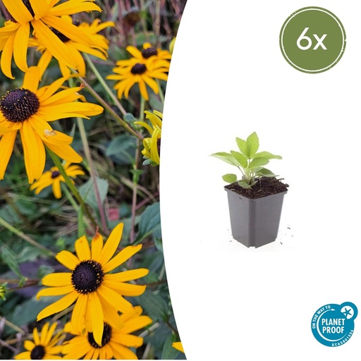 "Glänzender Sonnenhut 'Goldsturm' 6er-Set (Rudbeckia fulgida) – winterharte Staude, Topf-Ø 9 cm, Höhe ca. 25 cm image"