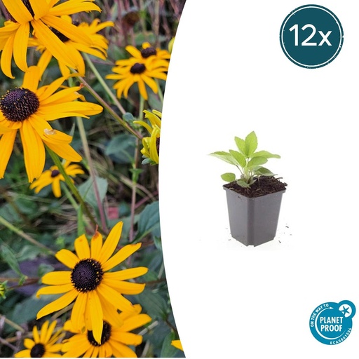 "12x Rudbeckia fulgida 'Goldsturm' - ↕10-25cm - Ø9cm image"