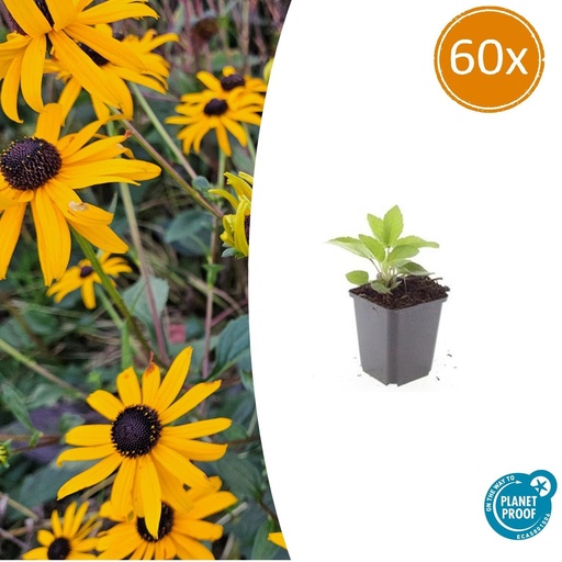 "Glänzender Sonnenhut 'Goldsturm' 60er-Set (Rudbeckia fulgida) – winterharte Staude, Topf-Ø 9 cm, Höhe ca. 25 cm image"