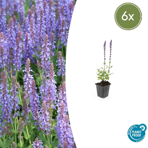 "Steppen-Salbei 'Caradonna' 6er-Set (Salvia nemorosa) – winterharte Staude, Topf-Ø 9 cm, Höhe ca. 25 cm image"
