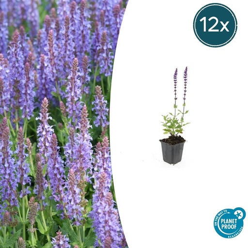 "12x Salvia nem. 'Caradonna' - ↕10-25cm - Ø9cm image"