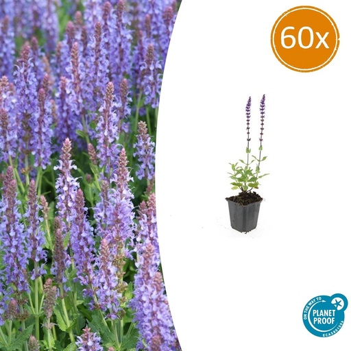 "60x Salvia nem. 'Caradonna' - ↕10-25cm - Ø9cm image"
