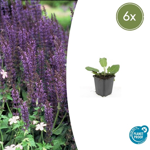 "6x Salvia nem. 'Mainacht' - ↕10-25cm - Ø9cm image"