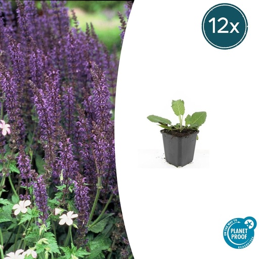 "12x Salvia nem. 'Mainacht' - ↕10-25cm - Ø9cm image"
