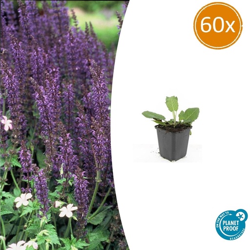 "60x Salvia nem. 'Mainacht' - ↕10-25cm - Ø9cm image"
