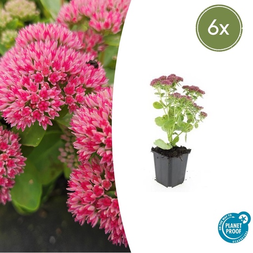 "Fetthenne 'Herbstfreude' 6er-Set (Sedum) – winterharte Staude, Topf-Ø 9 cm, Höhe ca. 25 cm image"