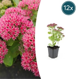 Fetthenne 'Herbstfreude' 12er-Set (Sedum telephium) – winterharte Staude, Topf-Ø