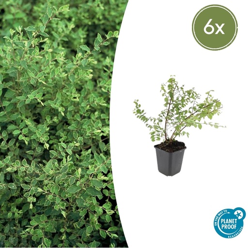 "Schneebeere 'Hancock' 6er-Set (Symphoricarpos x) – winterharter Zierstrauch, Topf-Ø 9 cm, Höhe ca. 25 cm image"