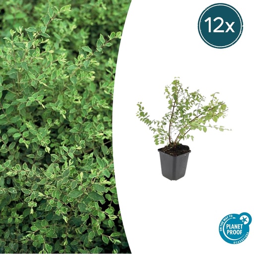 "12x Symphoricarpos ch. 'Hancock' - ↕10-25cm - Ø9cm image"