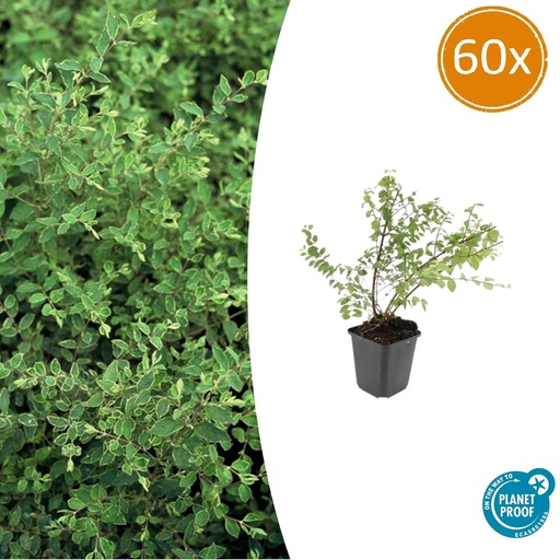 "Schneebeere 'Hancock' 60er-Set (Symphoricarpos chenaultii) – winterharter Zierstrauch, Topf-Ø 9 cm, Höhe ca. 25 cm image"