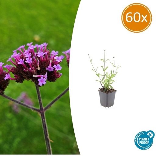 "Patagonisches Eisenkraut 'Lollipop' 60er-Set (Verbena bonariensis) – winterharte Staude, Topf-Ø 9 cm, Höhe ca. 25 cm image"