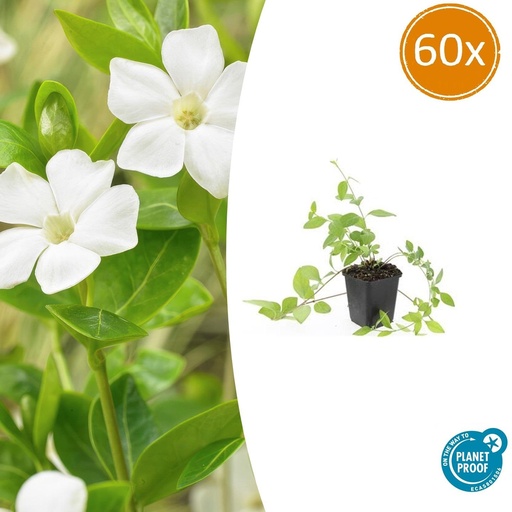 "60x Vinca major 'Alba' - ↕10-25cm - Ø9cm image"