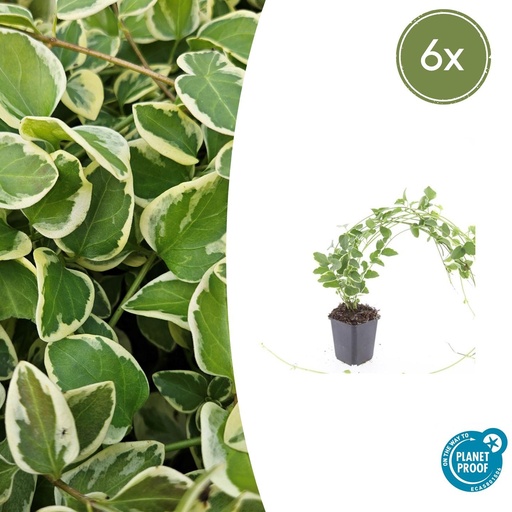 "Großes Immergrün 'Variegata' 6er-Set (Vinca major) – winterharter Bodendecker, Topf-Ø 9 cm, Höhe ca. 25 cm image"