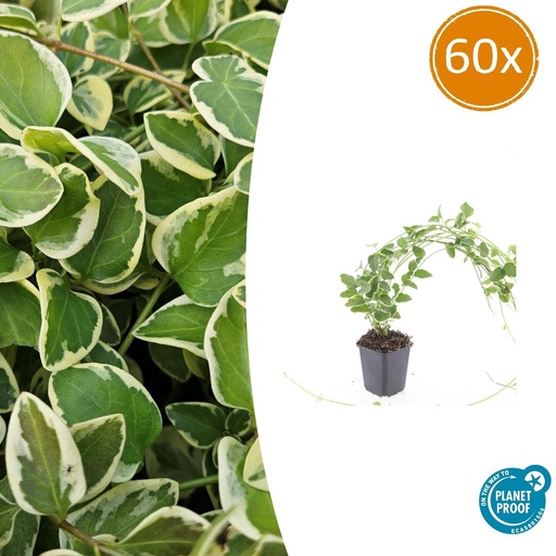 "60x Vinca major 'Variegata' - ↕10-25cm - Ø9cm image"