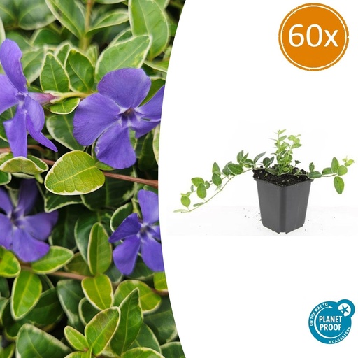 "60x Vinca minor 'Argenteovariegata' - ↕10-25cm - Ø9cm image"