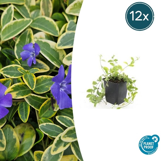 "Immergrün 'Aureovariegata' 12er-Set (Vinca minor) – winterharter Bodendecker, Topf-Ø 9 cm, Höhe ca. 25 cm image"
