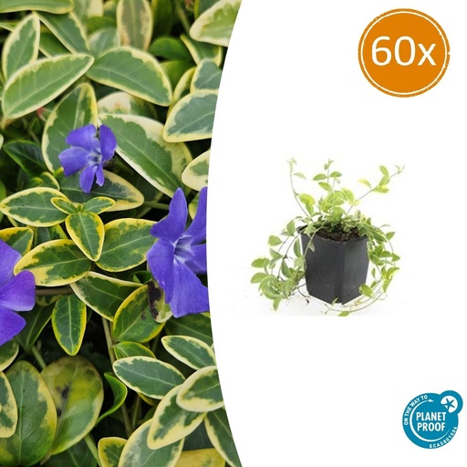 "Immergrün 'Aureovariegata' 60er-Set (Vinca minor) – winterharter Bodendecker, Topf-Ø 9 cm, Höhe ca. 25 cm image"