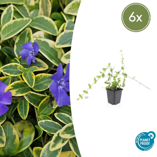 "Immergrün 'Blue and Gold' 6er-Set (Vinca minor) – winterharter Bodendecker, Topf-Ø 9 cm, Höhe ca. 25 cm image"