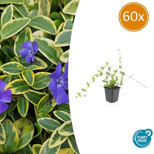 "Immergrün 'Blue and Gold' 60er-Set (Vinca minor) – winterharter Bodendecker, Topf-Ø 9 cm, Höhe ca. 25 cm image"