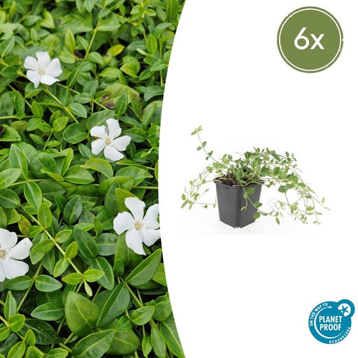 "Immergrün 'Gertrude Jekyll' 6er-Set (Vinca minor) – winterharter Bodendecker, Topf-Ø 9 cm, Höhe ca. 25 cm image"