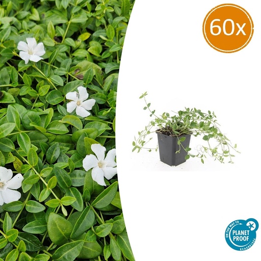 "60x Vinca minor 'Gertrude Jekyll' - ↕10-25cm - Ø9cm image"
