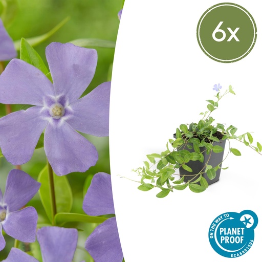 "Immergrün 'La Grave' 6er-Set (Vinca minor) – winterharter Bodendecker, Topf-Ø 9 cm, Höhe ca. 25 cm image"
