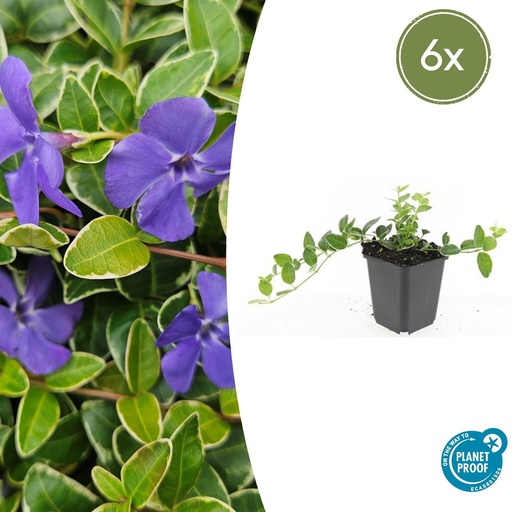 "Immergrün 'Ralph Shugert' 6er-Set (Vinca minor) – winterharter Bodendecker, Topf-Ø 9 cm, Höhe ca. 25 cm image"
