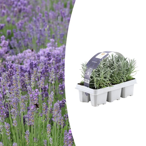 "1x 6 pack Lavendel angustifolia - 6 x Ø7 cm - ↕15 cm image"