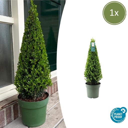 "Stechpalme (Ilex aquifolium) – winterhartes immergrünes Gehölz, Topf-Ø 21 cm, Höhe ca. 55 cm image"