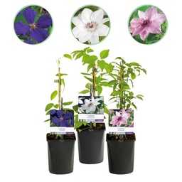 Clematis-Set 'Tricolour' (Großblumige Waldrebe) – 3 Pflanzen in Rosa/Weiß/Lila, 
