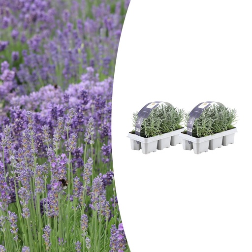 "Echter Lavendel 2er-Set (6er set) – winterharte Staude, Topf-Ø 7 cm, Höhe ca. 15 cm image"