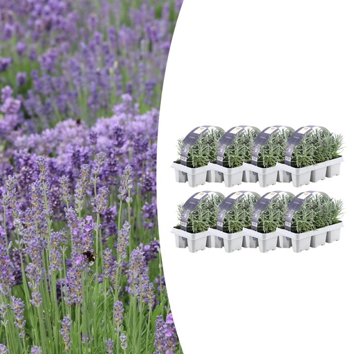 "8 x 6 Set Lavendel angustifolia - Ø7 cm - ↕15 cm image"