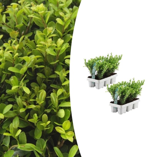 "2 x 6 pack Ilex crenata 'Jenny' - Ø7 cm - ↕15 cm image"