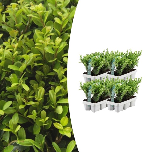 "4 x 6 pack Ilex crenata 'Jenny' - Ø7 cm - ↕15 cm image"