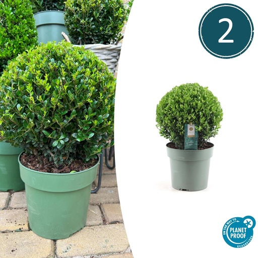 "2x Ilex crenata 'Jenny' Kugel XL | Set mit 2 Stück | 19 cm Ø image"