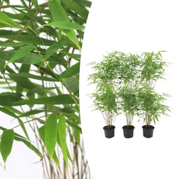 6x Fargesia Rufa Ø13 cm – ↕25 cm Bambus