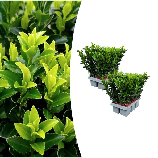 "2 x 6er-Pack Euonymus 'Green Spire' – Ø 7 cm – ↨ 15 cm image"