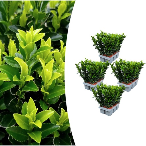 "Spindelstrauch 'Green Spire' 4er-Set (6er-pack euonymus) – winterharter Blattschmuckstrauch, Topf-Ø 7 cm, Höhe ca. 15 cm image"