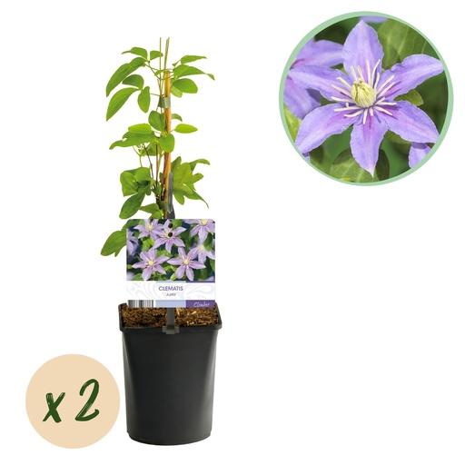 "Kletterpflanze - Clematis Justa - Blüte Hellblau - Wenig Pflege - 2 Pflanzen - Topf 11cm Höhe 40cm image"