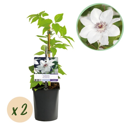 "Kletterpflanze - Clematis Miss Bateman - Blüte  Weiß- Wenig Pflege - 2 Pflanzen - Topf 11cm Höhe 40cm image"