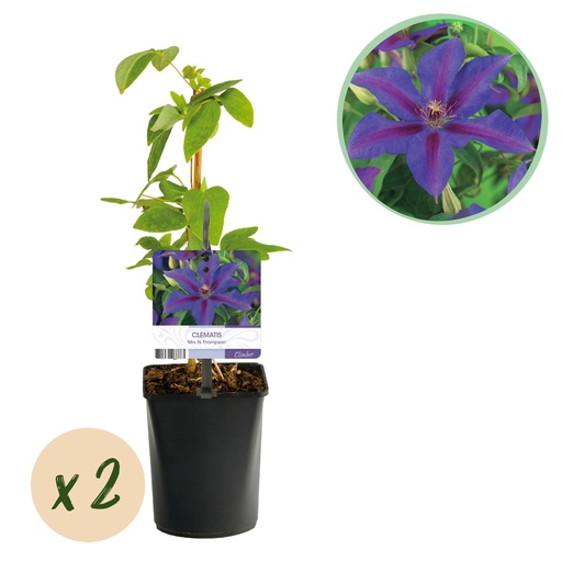 "Kletterpflanze - Clematis Mrs. N. Thompson - Blüte Rosa - Wenig Pflege - 2 Pflanzen - Topf 11cm Höhe 40cm image"